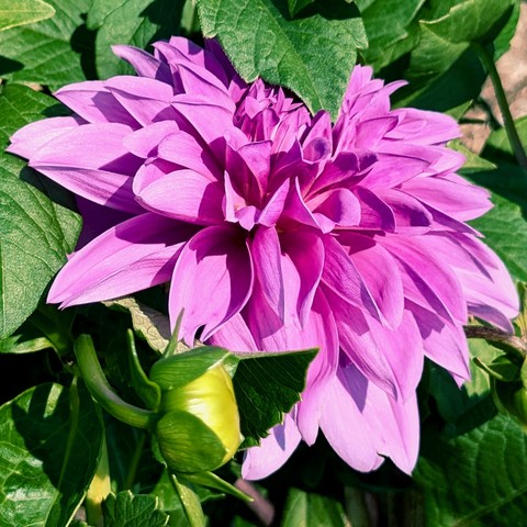 A close up color shot of a light purple dahlia bloom, with a dahlia bud and dahlia leaves. Dahlia bloom has a sunburst of petals but not a center like a daisy. This was taken on a sunny day. 14 September 2024.