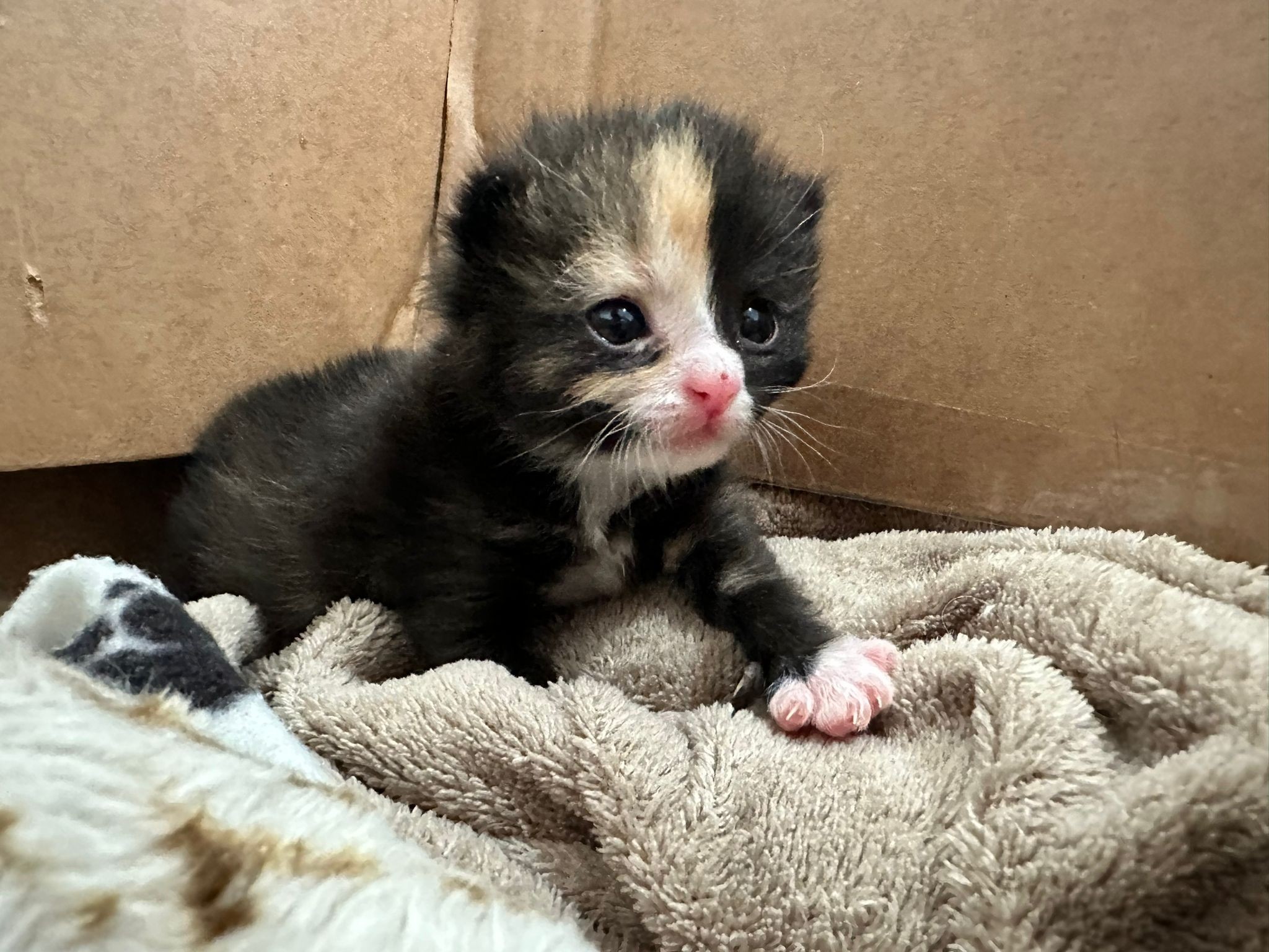 small calico kitten on a blanket.