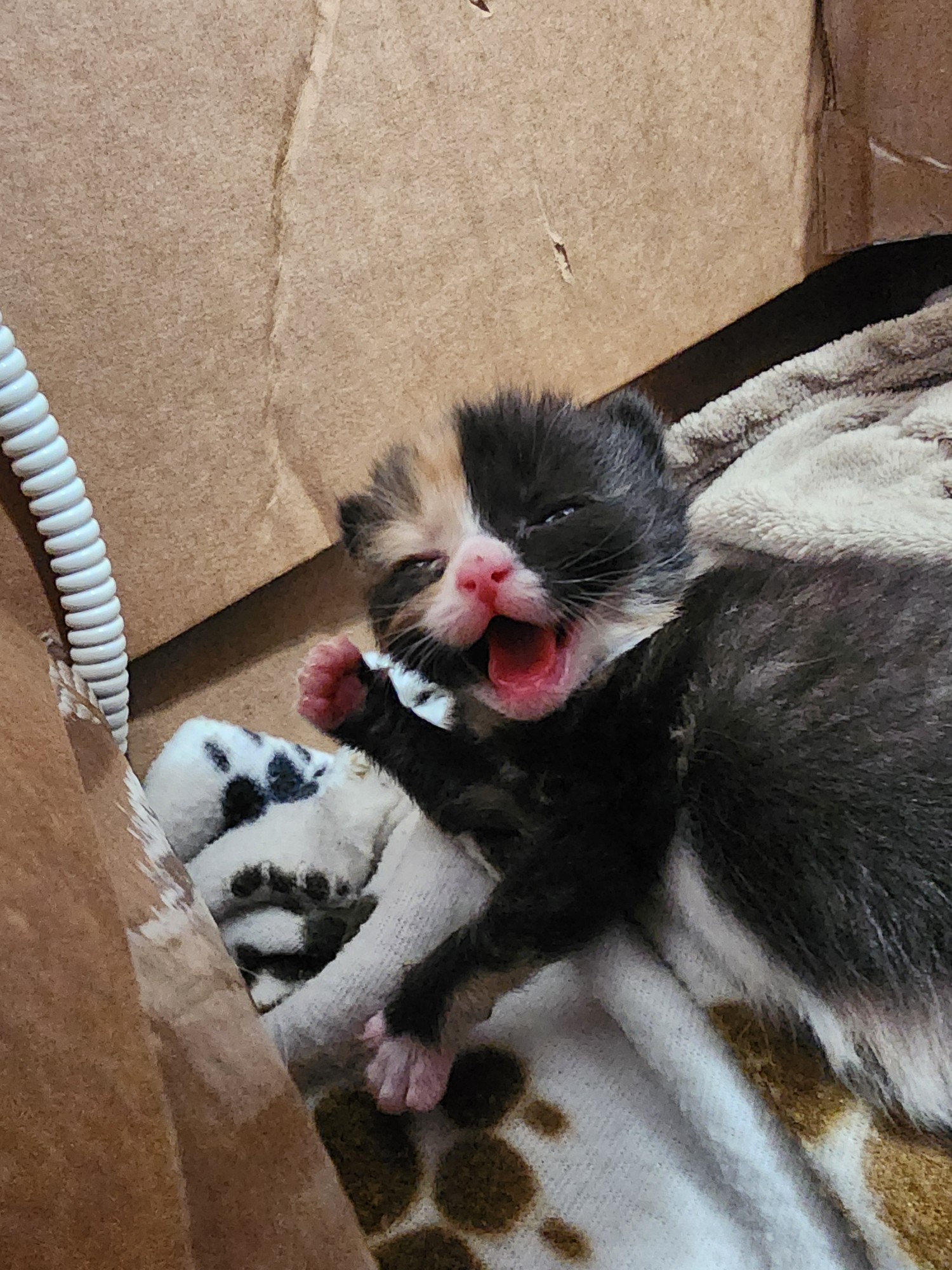 calico kitten yawning wide with her hand up as if waving, looking very cute.