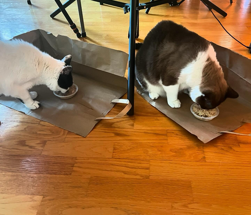 Small black and white cat and large brown and white cat eating food out of small cups on placemats made from brown paper bags. 