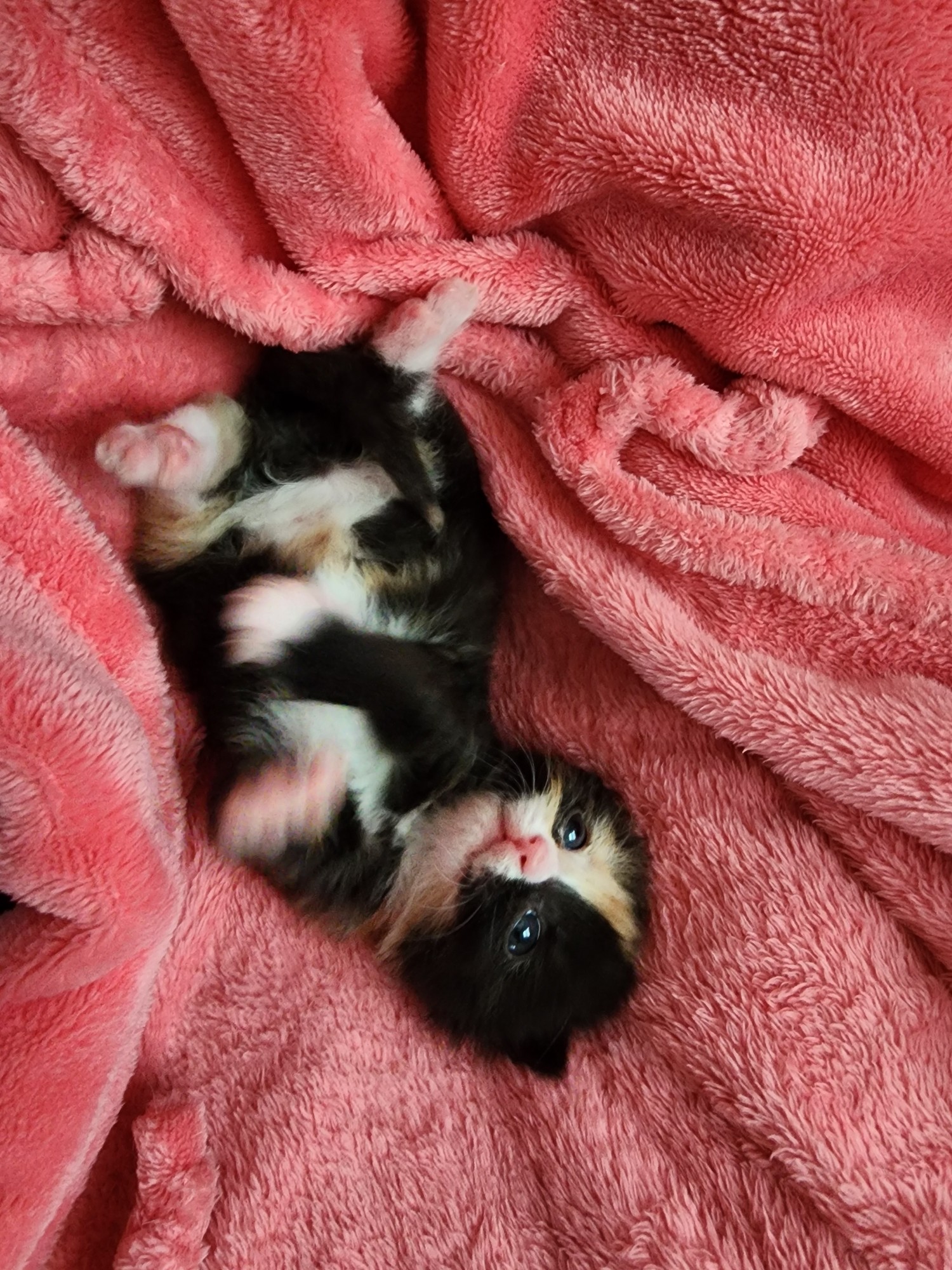 small calico kitten lying on her back on a pink blanket, limbs flailing, looking at viewer