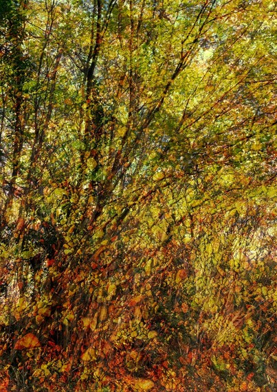 Low photo ochres of river bed pebbles bleed into trees in golden leaf above. Two wonders of the English landscape—its rivers and trees—in communion with one another.