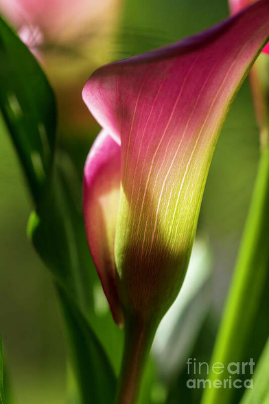 Impressions of a Calla Lily is a color photograph taken in my garden of a beautiful lily in lovely light. 