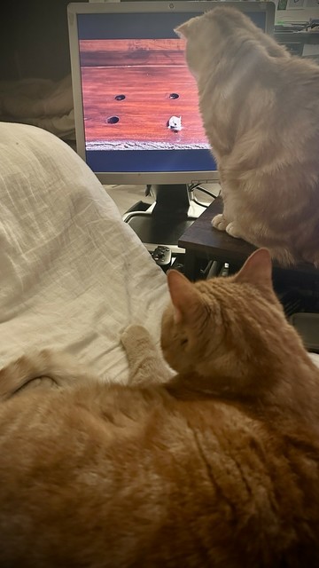 Both looking at mouses on the screen from a video 