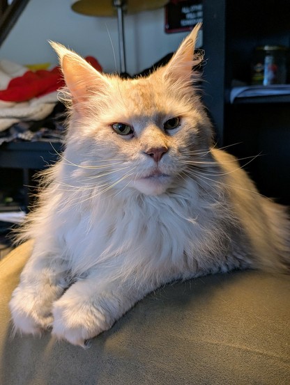 A white mainecoon sits on the arm of the couch with a quizitive look on his face.