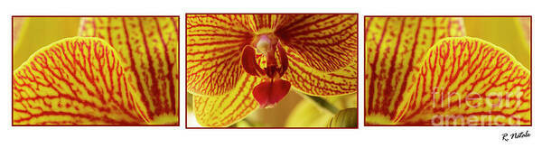 Red Orange Yellow Orchid Triptych Art is a color photograph of three images of a beautiful Orchid that blooms for me every December. 