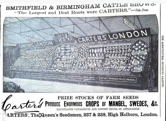 Black and White drawing on a long, tiered stand, packed with different varieties of Mangel Wurzels, Swedes, and Turnips. Names of varieties displayed on board below. Company name displayed above. Man in bowler hat on right provides scale. Indoor setting under a high light roof.