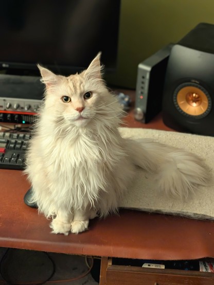 A maine coon cat sitting on a desk with a computer in the background.  hits tail is draped on a wooly eating pad.