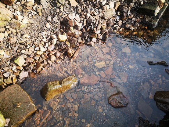 Looking down at the base of a collapsed riverbank wall. Among smaller stones in the water, a larger stone is upright. All of this needs to be removed to make a firm base upon which to rebuild. 