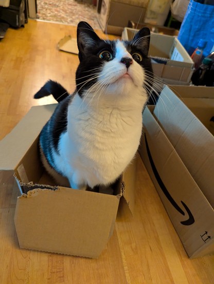 Jade, a young adult female black and white shorthair cat, sitting in a small cardboard box, with her brilliant white bib proudly forward and ready to receive medals.
