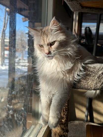 A Mane Coon cat sitting in a cat tree, he has his front legs hanging in the air as he looks out the window,