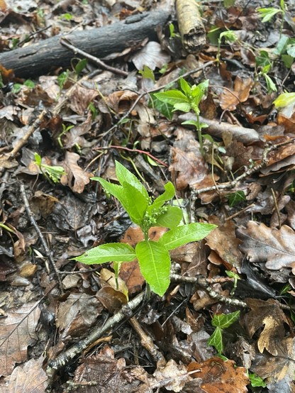 A lone Dog’s Mercury pokes its head out, in its vibrant virgin green form the decaying brown leaves and twigs on the woodland floor. Its understated flowers already in evidence.