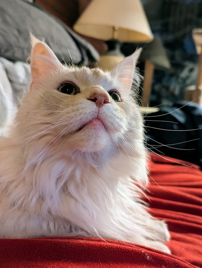 A white Maine Coon looks up at a noise. you can see his whiskers all pointed forward in curiosity.