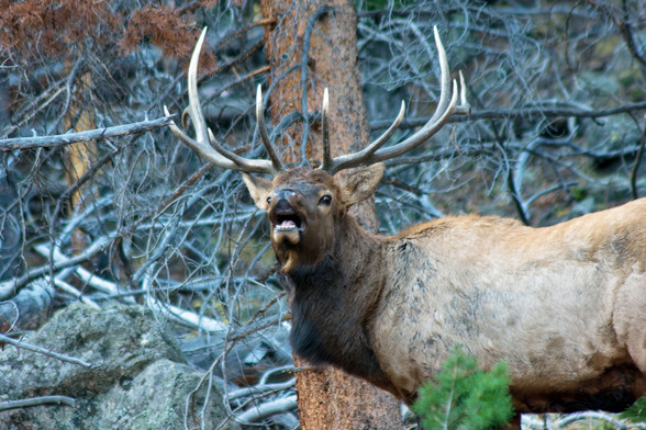 Bull elk in Rocky Mountain National Park, in Moraine Park. This elderly gentleman is expressing his disdain at the paparazzi harassing him early one morning. The six points on his antlers reveal his advanced age—one point for each year after his birth year. Life is grueling for bulls. Seven years is a ripe old age generally speaking. Most of the year is somewhat easy, but the rut (mating) season, starting in September, into early November, is particularly stressful. Competition with the other bulls for access to cows in heat, and fighting with the bulls takes a heavy toll. The older bulls don’t have time to eat much during the rut, and winter snows soon after cut down on feeding opportunities, leaving the older ones susceptible to coyote packs. September 2009.