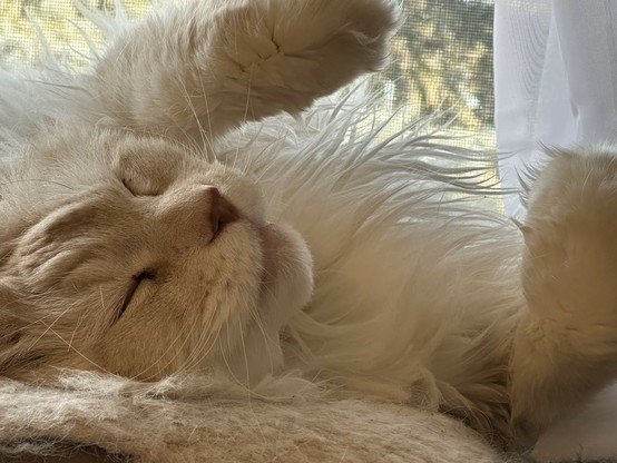 A cream coloured maine coon sleeping on his back with his front paws in the air.