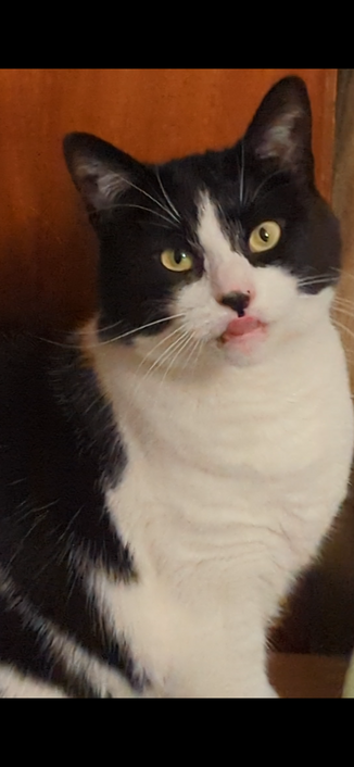 Jade, a young adult female black and white shorthair cat sitting up and facing the camera. This shot captured part of a yawn where her tongue is sticking out, with a goofy facial expression sprinkled in for good measure.