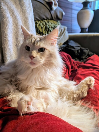 A maine coon is having a bath, his legs are sticking out at a funny angle. He has a suspired look on his face as he looks off to the left.