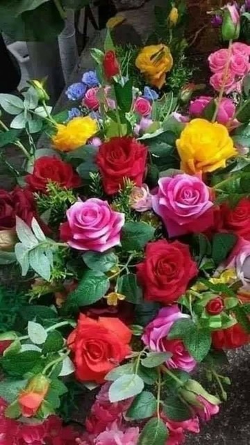Roses