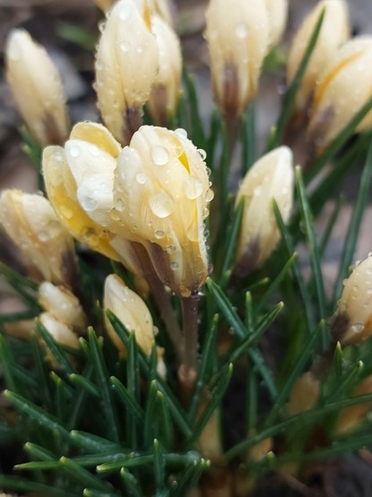 Crocuses