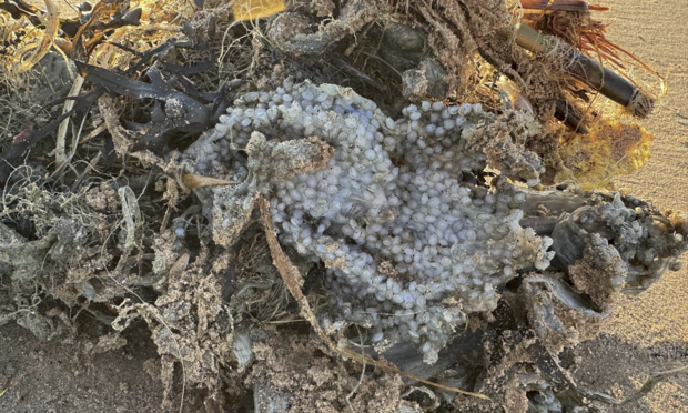 A photo issued by the RSPB of plastic pellets on the shoreline at Titchwell Marsh in King's Lynn, Norfolk, following the collision in the North Sea.
Photograph: RSPB/PA

The Guardian 2025-0317