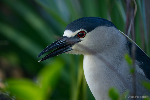 Black Crowned Night Heron portrait