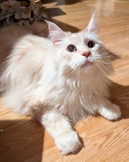A cream coloured maine coon look up at while his paws are spread apart. He in on a wooden floor.