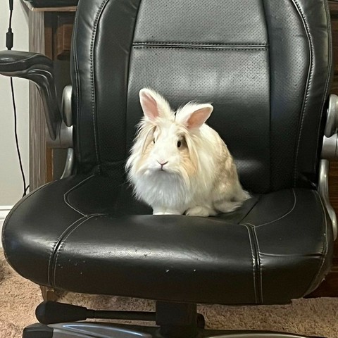 a cream and white lion head rabbit sitting in a black swivel office chair