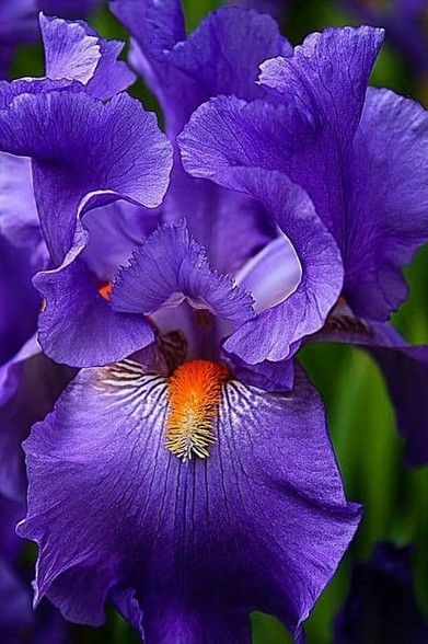 Pic of an Iris
