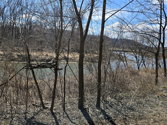 Several branches are intertwined between 2 small trees along a riverbank with other leafless trees. The ground is yellow bown, the river green and blue under a blue sky with white clouds.