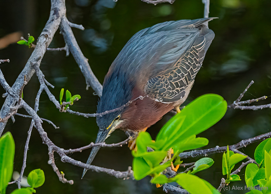 Green Heron