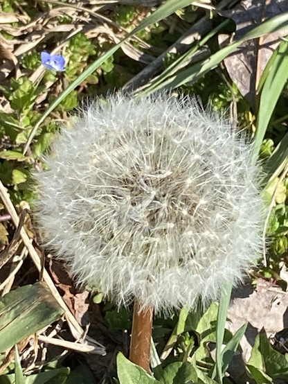 extreme close up of prob dandelion going to seed with all the fluff of the white delivery mechanisms. small wild flowers are around with a hint of purple and other colors. ready to have the wind blow and disperse the next generation of goodness. i am we are we will! 