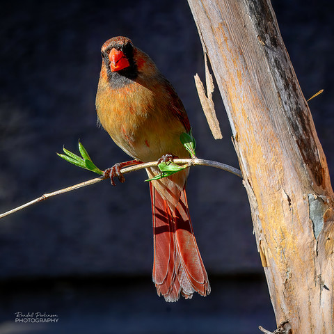 A cardinal sits on a small branch of a tree.