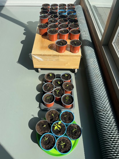 43 small chili seedings, each of them in a plastic pot with fresh soil. They're standing behind a window, in the sunshine.