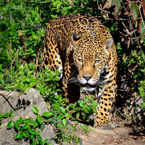 A jaguar coming out of foliage into the open on a dirt path.