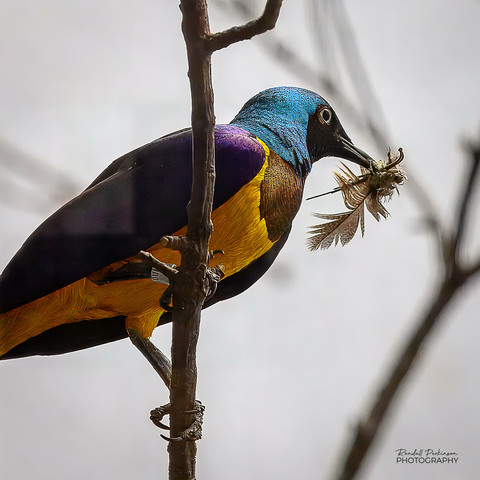 Looking up at a Golden-breasted Starling sitting on a tree branch with a feather in its mouth.
