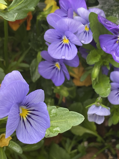 bright vibrant bunch of vivid purple flowers. yellow resides in the inter-most center not unlike the sun to our own eco system. green leaves surround the distinct purple flowers. we got this! 