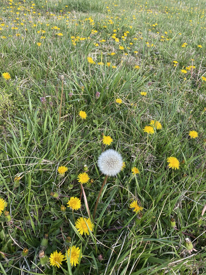 one lone long bright white dandelion is ready to spread it’s seed amongst a sea of grass and numerous other full bright yellow dandelions. i am we are we will! 