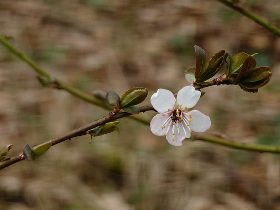 A five-petaled single white blossom is fully open on the branchlet of a tree with some budding leaves, against a still brownish winter background.