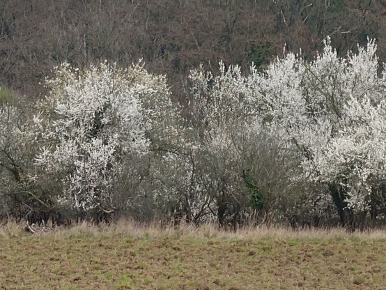 Several voluminous small trees stand at the edge of a meadow in full white bloom, covered in tiny blossoms.
