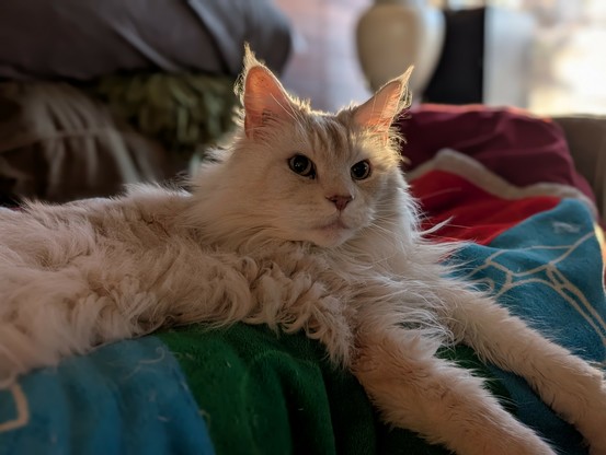 A white mainecoon cat sitting on a coloured blanket.  a sunbeam lights his head from behind.