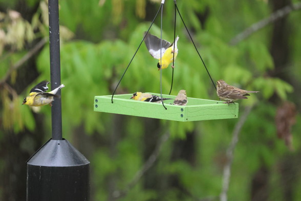 Two kinds of birds perched on, and flying around a seed tray. Some are gray and white. Others are bright yellow with black heads, black and white wings.