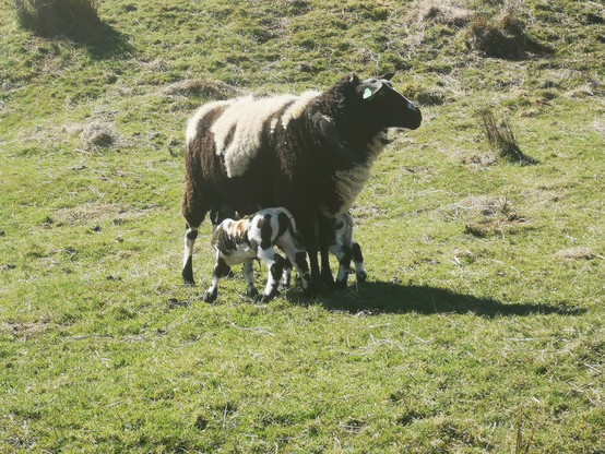 On a sunny day in a rough grazing field, a Dutch Spotted ewe stands with its twin lambs at either side, reaching below to drink from its udders. 
