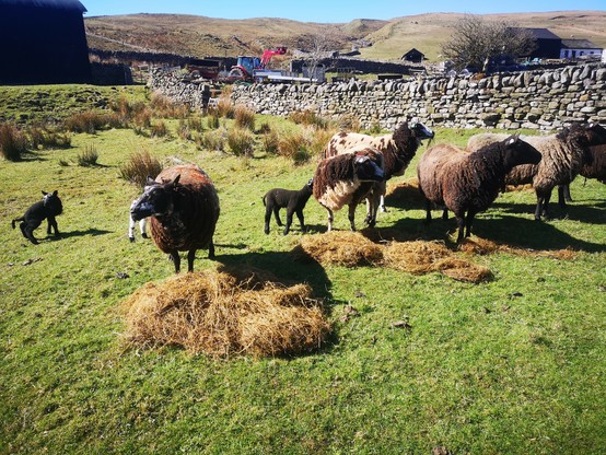 Dutch Spotted ewes being fed with hay from a quad trailer which is out of sight to the right. The ewes are straining to see if any other food is coming over the fence. They have a few lambs around them and there is a dry stone wall behind them. 
