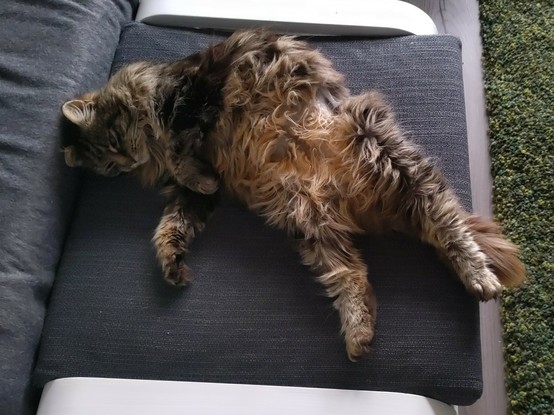 Photo of an extremely fluffy brown cat lying in an ungainly pose on her back on a grey footstool with legs splayed, looking very zonked in a happy chill way, because there's nothing on her to do list