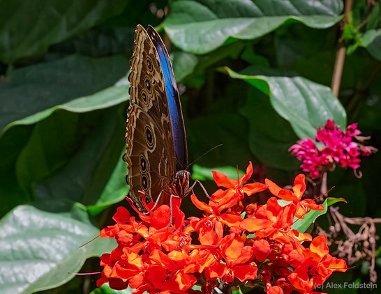 Blue Morpho butterfly on red flowers