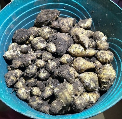 A blue bucket filled with dirt-covered sunchokes—tubers, resembling small, irregularly shaped potatoes. The tubers vary in size and have a rough, earthy texture.