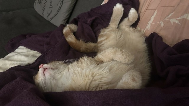 Washy the cat upside down sleeping on the couch