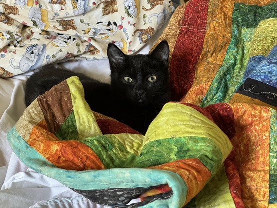 Photo: small black kitten, only its head appears in a nest of bright colored quilt.