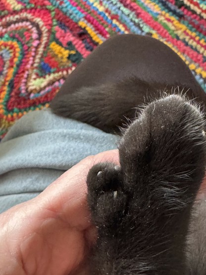 photo of kitten's right front mitten with the makings of a thumb