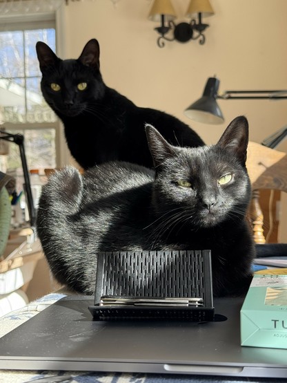 Photo: The two "old" black cats, pre-kitten, helping me with morning coffee in the sun.
